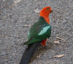 Sydney Tours - Bird Watching Tour in Sydney