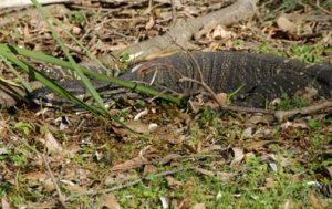 Goanna spotted in Sydney Tour of Northern Beaches.