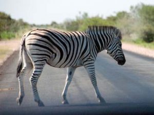 Africa Travel - In Africa, even a zebra crossing can mean something else