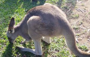 Kangaroo spotted in Blue Mountains National Park