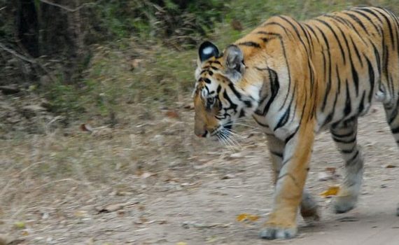 Asia. India's king of the jungle.