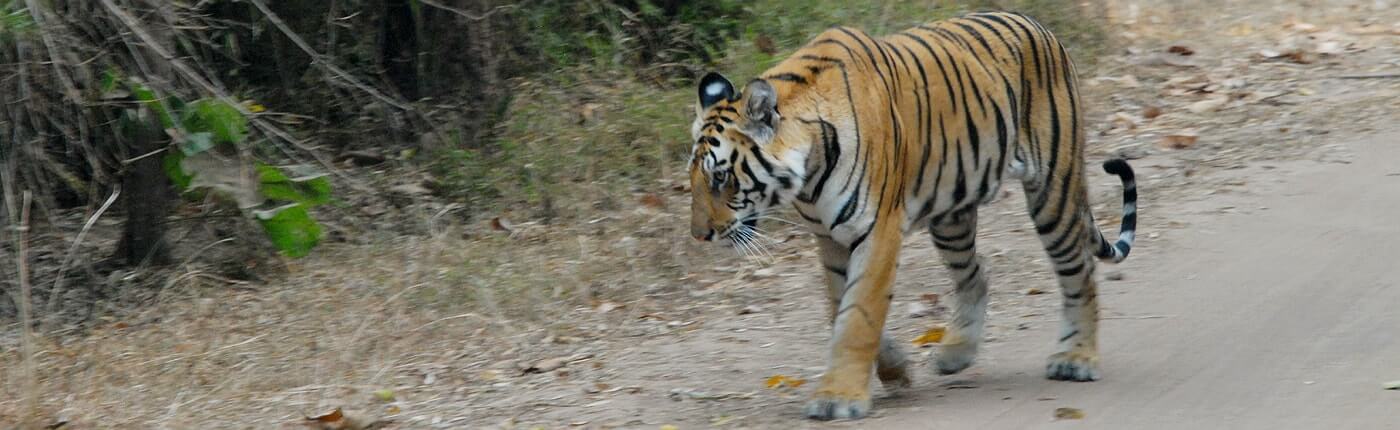 Asia. India's king of the jungle.