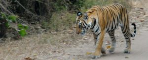 Asia where tiger is the king of the jungle.