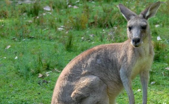 Australia kangaroo