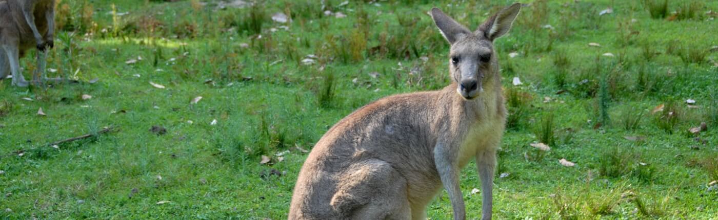 Australia kangaroo