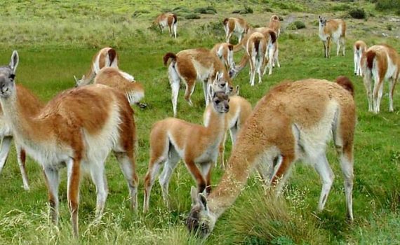 South America guanacos