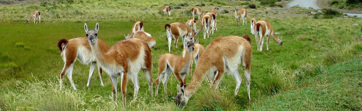 South America guanacos