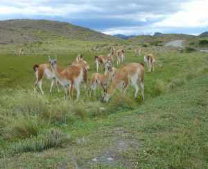 South American guanacos.