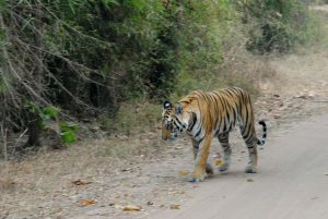 Tiger TheKingofIndia'sjungle.