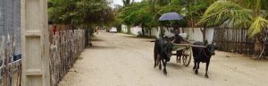 Ox cart in Madagascar.