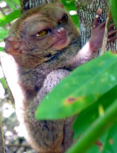 Philippines tarsier