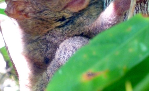 Philippinestravel thetarsier